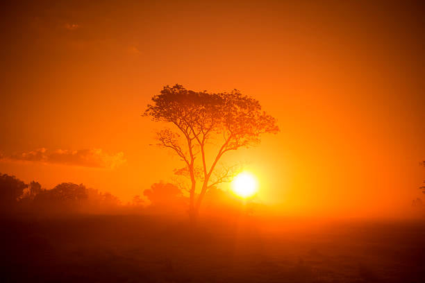 Leven in Gods licht